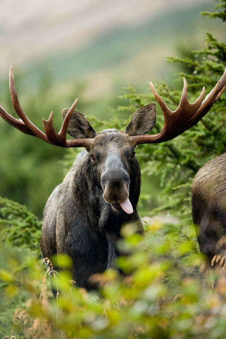 the best moose out front should have told you .jpg
